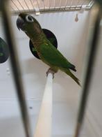 Pyrrhura Frontalis beschikbaar., Meerdere dieren, Parkiet