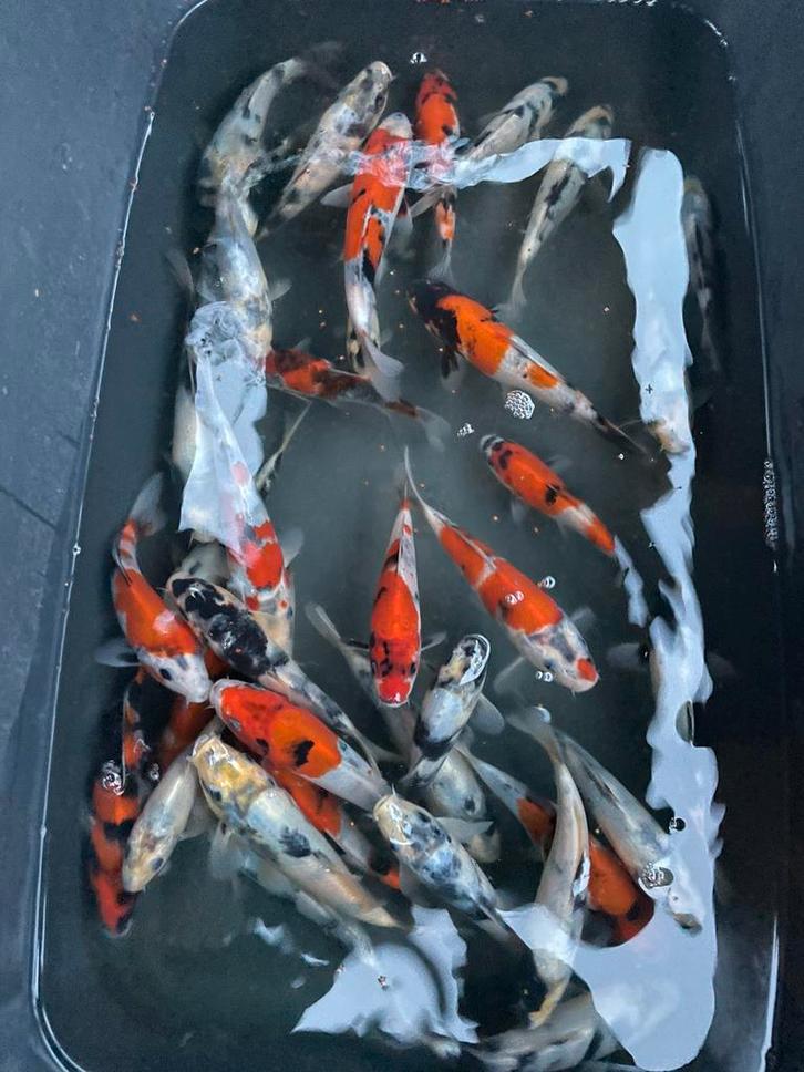 Japanse Koi – Tamaura Kweker import, Dieren en Toebehoren, Vissen | Vijvervissen, Karper of Koi