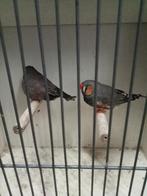 Diverse split charcoal x charcoal zebravinken xl tot xxl, Meerdere dieren