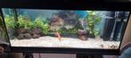 Jewel Aquarium 240 liter met vissen en toebehoren, Ophalen, Zo goed als nieuw, Gevuld zoetwateraquarium