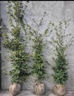 Groene beukenhaag - Fagus sylvatica, Tuin en Terras, Planten | Tuinplanten, Ophalen of Verzenden, Bloeit niet, Overige soorten