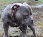 American bully dekreu, Rabiës (hondsdolheid), Eén hond, 3 tot 5 jaar, Nederland