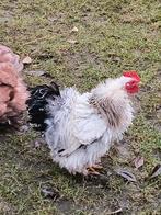 Mooi Cochin kriel haantje ( krulveer variant), Mannelijk, Kip