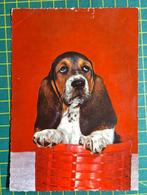 Hond met grote oren in rode mand, Ophalen of Verzenden, 1960 tot 1980, Gelopen, Hond of Kat