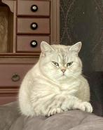 Prachtige  raszuivere Brits Korthaar, Dieren en Toebehoren, Katten en Kittens | Raskatten | Korthaar, Poes, Gechipt, 3 tot 5 jaar