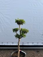 Leuke Pon Pon Olijfboom, Bloeit niet, Olijfboom, Minder dan 100 cm, Ophalen