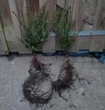 Taxus baccata voor haag 20/30 t/m 40/60 Venijnboom, Ophalen