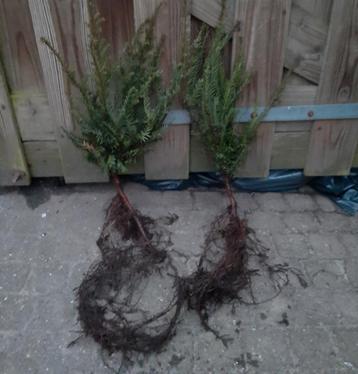 Taxus baccata voor haag 20/30 t/m 40/60 Venijnboom beschikbaar voor biedingen
