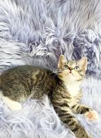 De mooiste kruising RagdollxEuropese korthaar kittens!, Dieren en Toebehoren, Katten en Kittens | Overige Katten, Meerdere dieren