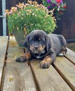Lieve Boulab pups beschikbaar, ouders HD/ED vrij gekeurd, Nederland, Reu, CDV (hondenziekte), Meerdere