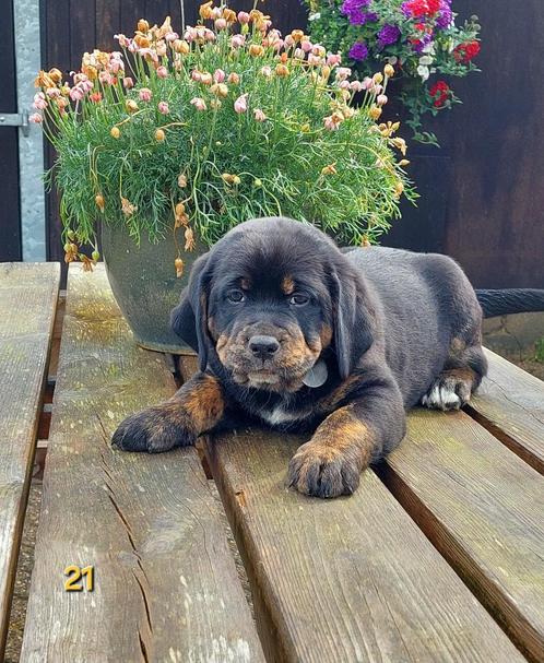 Lieve Boulab pups beschikbaar, ouders HD/ED vrij gekeurd, Dieren en Toebehoren, Honden | Bulldogs, Pinschers en Molossers, Reu