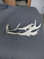 2 geweien voor decoratie, Ophalen of Verzenden