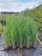 Verschillende soorten siergrassen te koop, Ophalen, Volle zon, Vaste plant, Siergrassen