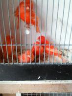 Te Koop;6 jonge rode kanaries., Dieren en Toebehoren, Vogels | Kanaries, Meerdere dieren, Kleurkanarie