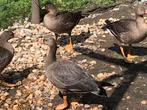Dwergganzen (Goudoogje), Dieren en Toebehoren, Pluimvee, Vrouwelijk, Gans of Zwaan