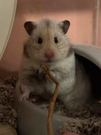Goudhamster, Oktober, Mannelijk, Hamster