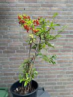 Pyracantha, Ophalen of Verzenden, Overige soorten, Struik, Minder dan 100 cm