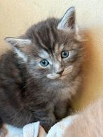 Ragdoll kittens x maincoon😍, Meerdere dieren, Ontwormd, 0 tot 2 jaar
