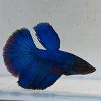 Betta splendens man 63, Dieren en Toebehoren, Vis