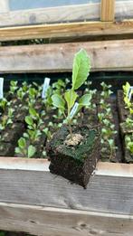 Bloemkool planten groente planten, Tuin en Terras, Ophalen, Volle zon, Groenteplanten, Eenjarig