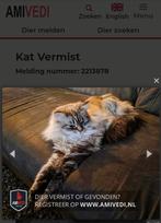 Vermist: Main Coon  "Simba", Kat