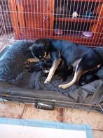 Hele mooie pups, CDV (hondenziekte), 8 tot 15 weken, Meerdere, Meerdere dieren