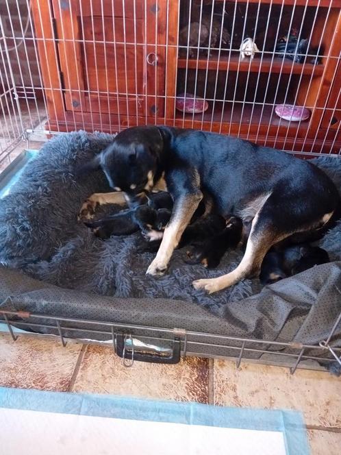 Hele mooie pups, Dieren en Toebehoren, Honden | Niet-rashonden, Meerdere dieren, Particulier, Meerdere, Nederland, 8 tot 15 weken