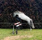 Welsh pony te koop, Ruin, Niet van toepassing, Springpony, 3 tot 6 jaar