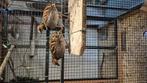 Rickett Bospatrijs, Dieren en Toebehoren, Vogels | Overige Vogels, Mannelijk, Tropenvogel, Geringd