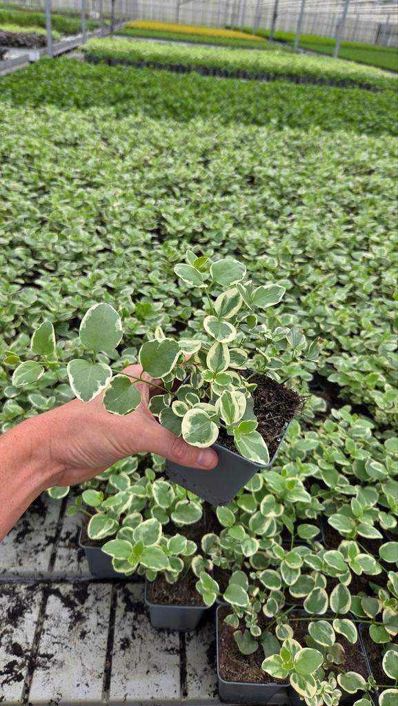 Vinca Major Variegata - witbont - bloeiende plant 9cm pot, Tuin en Terras, Planten | Tuinplanten, Halfschaduw, Ophalen of Verzenden