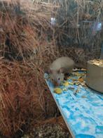 Kleurmuis Siamees, Dieren en Toebehoren, Knaagdieren, Muis, Geslacht onbekend, Tam, Oktober