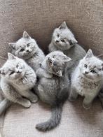 Schattige Britse Korthaar kittens te koop, Dieren en Toebehoren, Katten en Kittens | Raskatten | Korthaar, Meerdere dieren, Ontwormd
