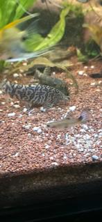 Kweekgroep Marmer botia's 5/6 stks, Dieren en Toebehoren, Vis