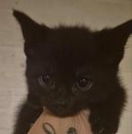 Kittens, Dieren en Toebehoren, Katten en Kittens | Raskatten | Korthaar, Ontwormd