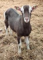 Bijzonder lam, Dieren en Toebehoren, Schapen, Geiten en Varkens, Geslacht onbekend, Geit, 0 tot 2 jaar