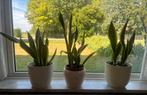 Sanseveria’s, Huis en Inrichting, Ophalen, Overige soorten, Minder dan 100 cm