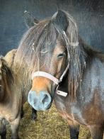 Shetlander/NSPS MERRIE/shetlandpony, Dieren en Toebehoren, Merrie