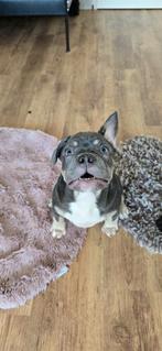 Franse bulldog pups, Parvo, 8 tot 15 weken, Bulldog, Meerdere