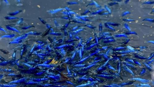 Blauwe garnalen HG, Dieren en Toebehoren, Vissen | Aquariumvissen, Kreeft, Krab of Garnaal