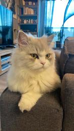 Persiat cat, Dieren en Toebehoren, Kater