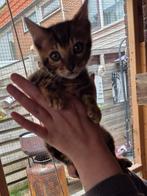 100% raszuivere Bengaal. Katertje kitten., Dieren en Toebehoren, Kater, Ontwormd, 0 tot 2 jaar