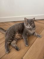 Lieve Britse Korthaar kater (1 jaar) zoekt nieuw thuis, Dieren en Toebehoren, Katten en Kittens | Raskatten | Korthaar, Kater