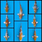 Ochiba shigur ginrin female 2 jarige japanse koi, Karper of Koi