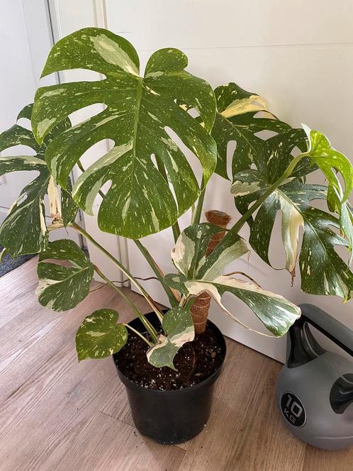 Monstera Thai Constellation “creme brulee”, Huis en Inrichting, Kamerplanten, Overige soorten, Minder dan 100 cm, Groene kamerplant