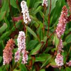 Persicaria - duizendknoop, Ophalen