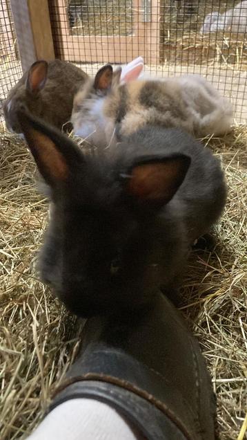 Dit lieve, zwarte en tamme lionhead konijntje zoekt huisje. beschikbaar voor biedingen