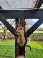 Ree kop met gewei, Verzamelen, Dierenverzamelingen, Ophalen of Verzenden, Zo goed als nieuw, Hert, Gewei of Kop