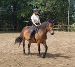 Verzorgster gezocht, Dieren en Toebehoren, Paarden en Pony's | Overige Paardenspullen, Ophalen of Verzenden