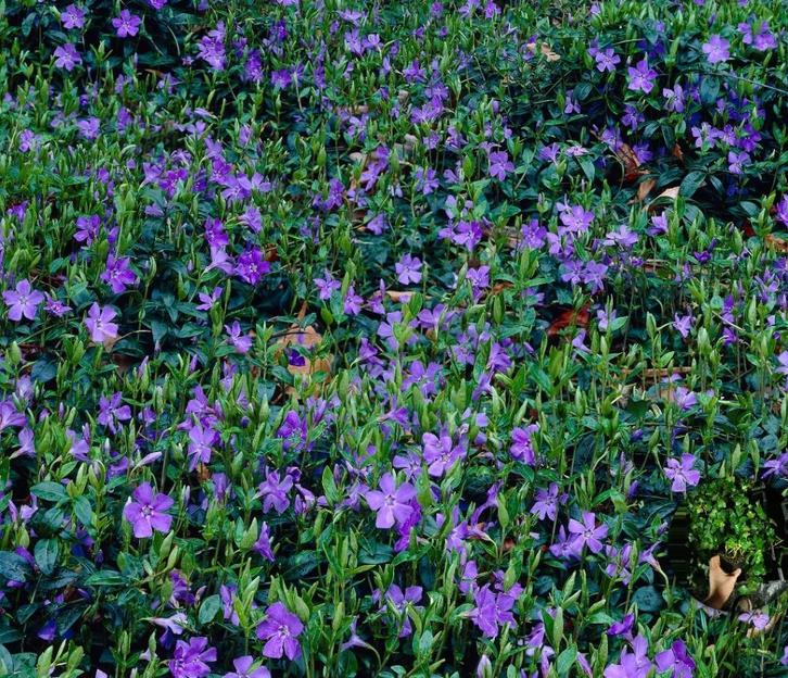 Vinca maagdenpalm nu voor €0.90 groenblijvende bodembedekker, Tuin en Terras, Planten | Struiken en Hagen, Overige soorten, Minder dan 100 cm