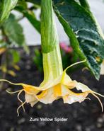 Brugmansia`s, Tuin en Terras, Planten | Tuinplanten, Overige soorten, Volle zon, Eenjarig, Ophalen of Verzenden